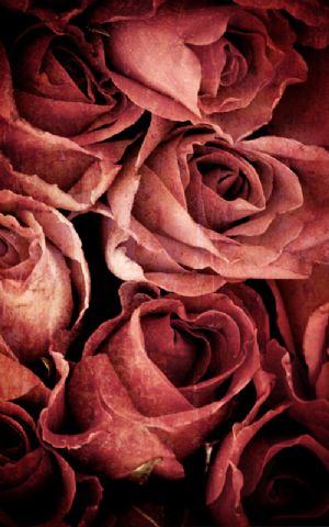 Click Props Hintergrund Vinyl mit Bild Rose Weathered Pink 1,52 x 2,44m Nr. CP-591362