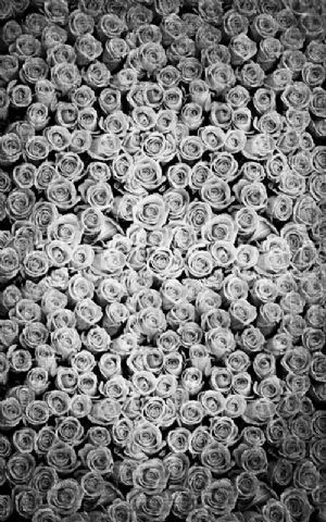 Click Props Hintergrund Vinyl mit Bild Roses Distressed White 1,52 x 2,44m Nr. CP-591332