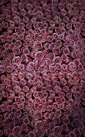 Click Props Hintergrund Vinyl mit Bild Roses Distressed Purple 1,52 x 2,44m Nr. CP-591352